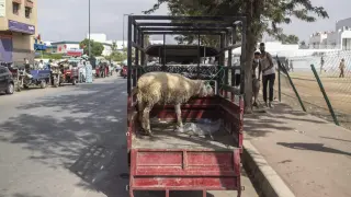Típico remolque con animales en una ciudad de Marruecos