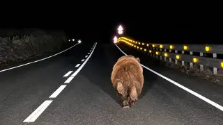 Oso pardo corriendo por la carretera en Navarra