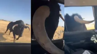 Un toro causa pánico en un campo en Guadalajara