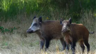 Jabalís en la calzada