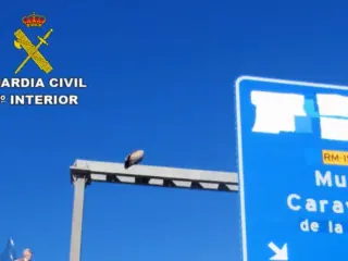 El rescate obligó a cortar la circulación por motivos de seguridad vial y del propio animal
