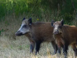 Jabalís en la calzada