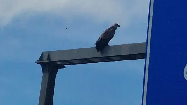 El buitre leonado está protegido en España y aparece catalogado con 'Preocupación Menor' en la Lista Roja de las Aves de España