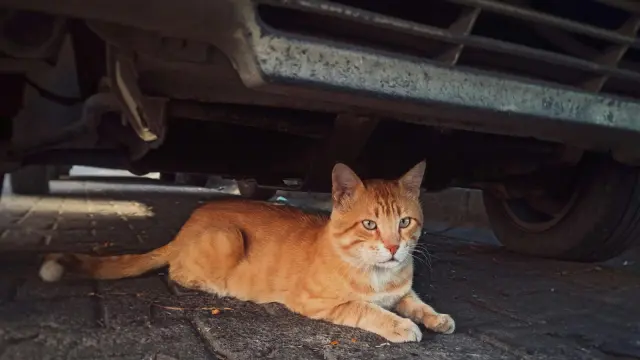 Gato debajo de un coche