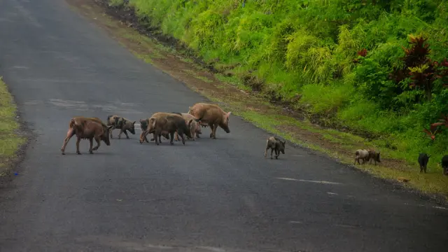 Animales cruzando por una carretera