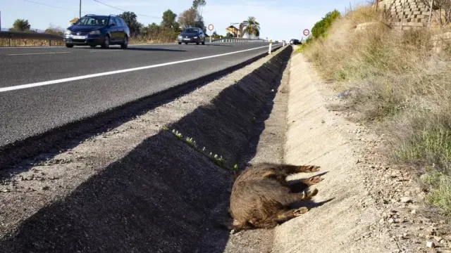 Animal en la calzada tras ser atropellado