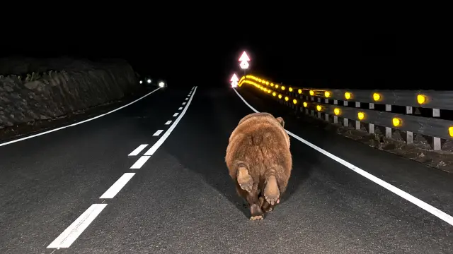 Oso pardo corriendo por la carretera en Navarra