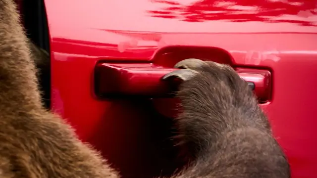 Ford utiliza a un oso de 360 kilos para probar algunos sistemas de seguridad
