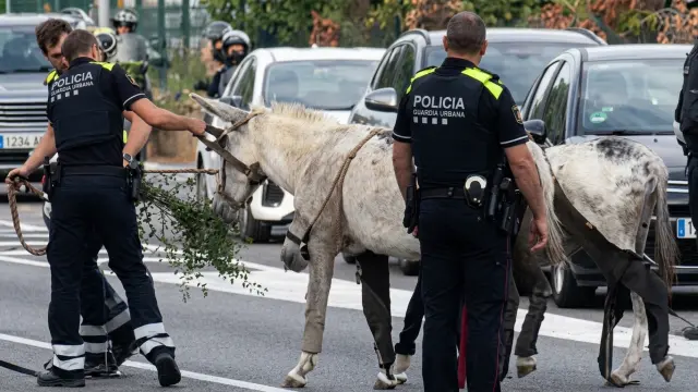Dos burros paralizan el tráfico en Barcelona