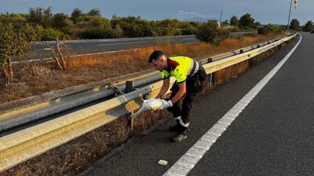 Mossos d'Esquadra rescatan a una cigüeña en la AP-7.