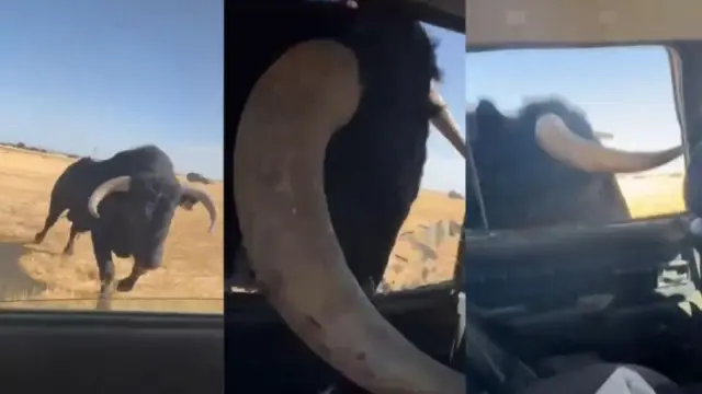 Un toro causa pánico en un campo en Guadalajara