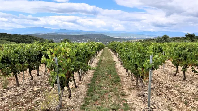 Viñedo