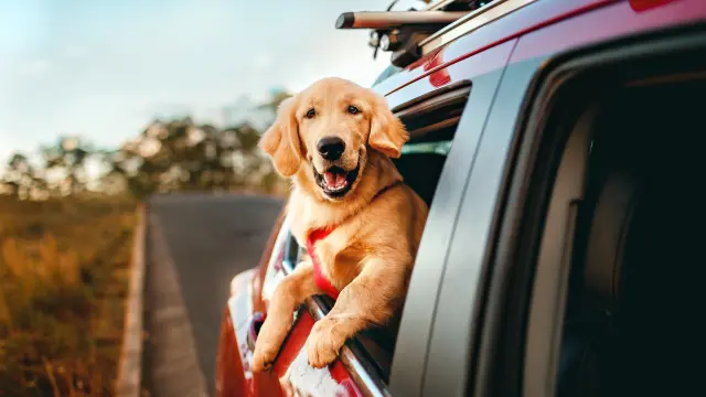 Perro dentro de un coche