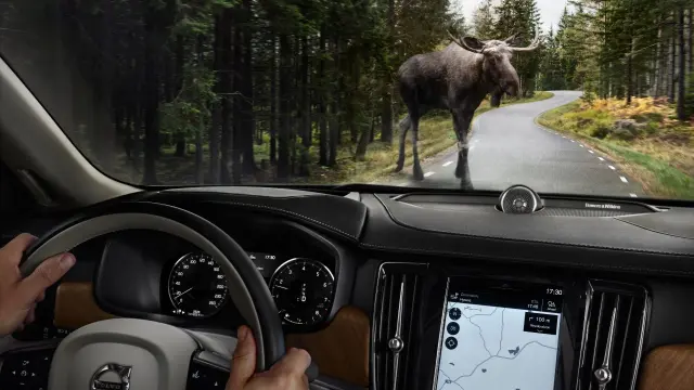 Cómo actuar si cochas con un animal en la carretera.